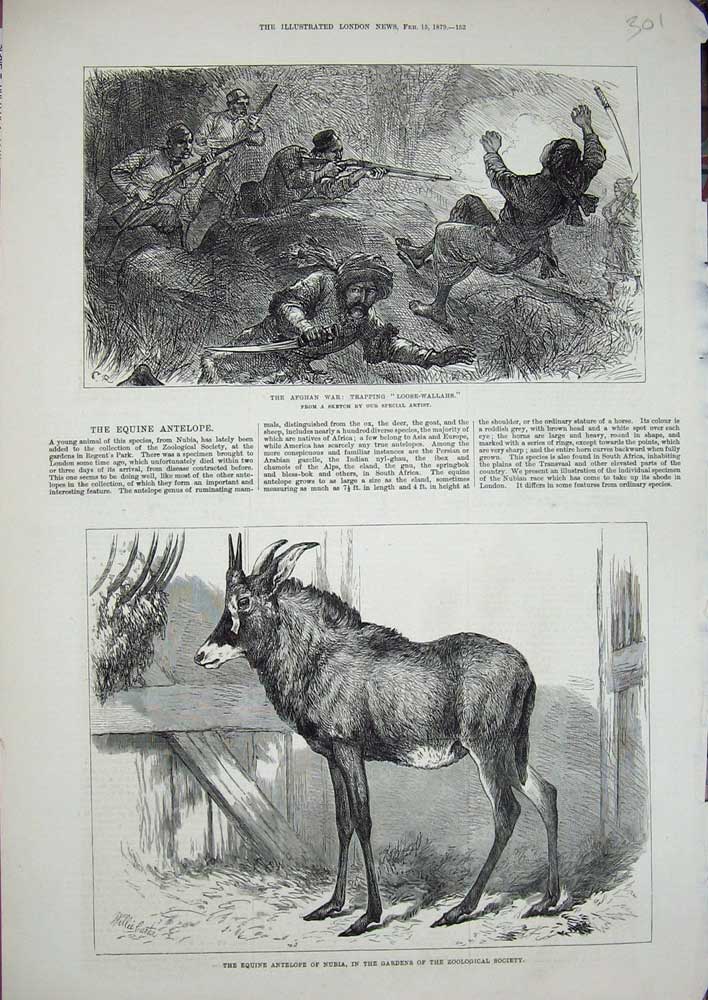 Old Antique Print 1879 Afhgan War Loose-Wallahs Antelope Nubia Zoological 19th
