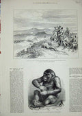 Old Antique Print 1877 War Asia Kars Tchakmak Tabia Gorilla Pongo Royal 19th