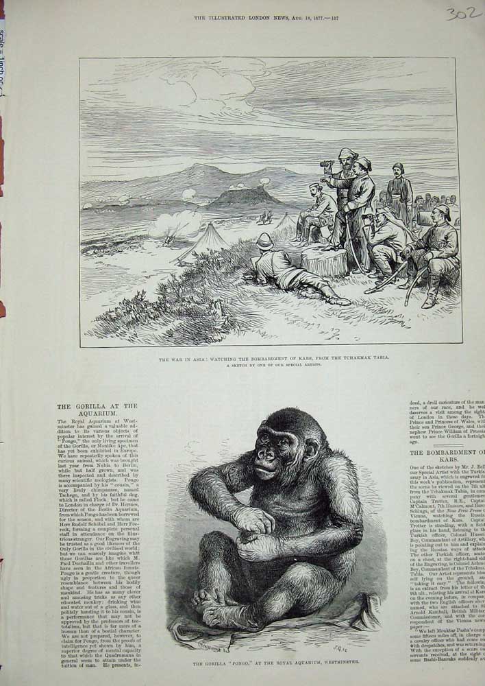 Old Antique Print 1877 War Asia Kars Tchakmak Tabia Gorilla Pongo Royal 19th