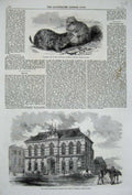 Original Old Antique Print 1860 Minton Museum Stoke-On-Trent Prairie Dogs Zoo