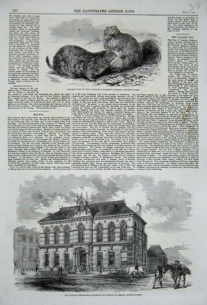 Original Old Antique Print 1860 Minton Museum Stoke-On-Trent Prairie Dogs Zoo