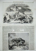 Old Antique Print Talionis Raid River Laird Cattle Horses William Wigram 19th