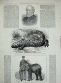 Old Antique Print 1882 George Grey Lizard Mexico Jingo Elephant Animals 19th