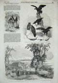 Old Antique Print 1851Dudmaston Cottage Garden Eagles Birds Ockley Green 19th