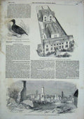 Old Antique Print 1852 Surf-Scoter Bird Homerton College School Harwell 19th