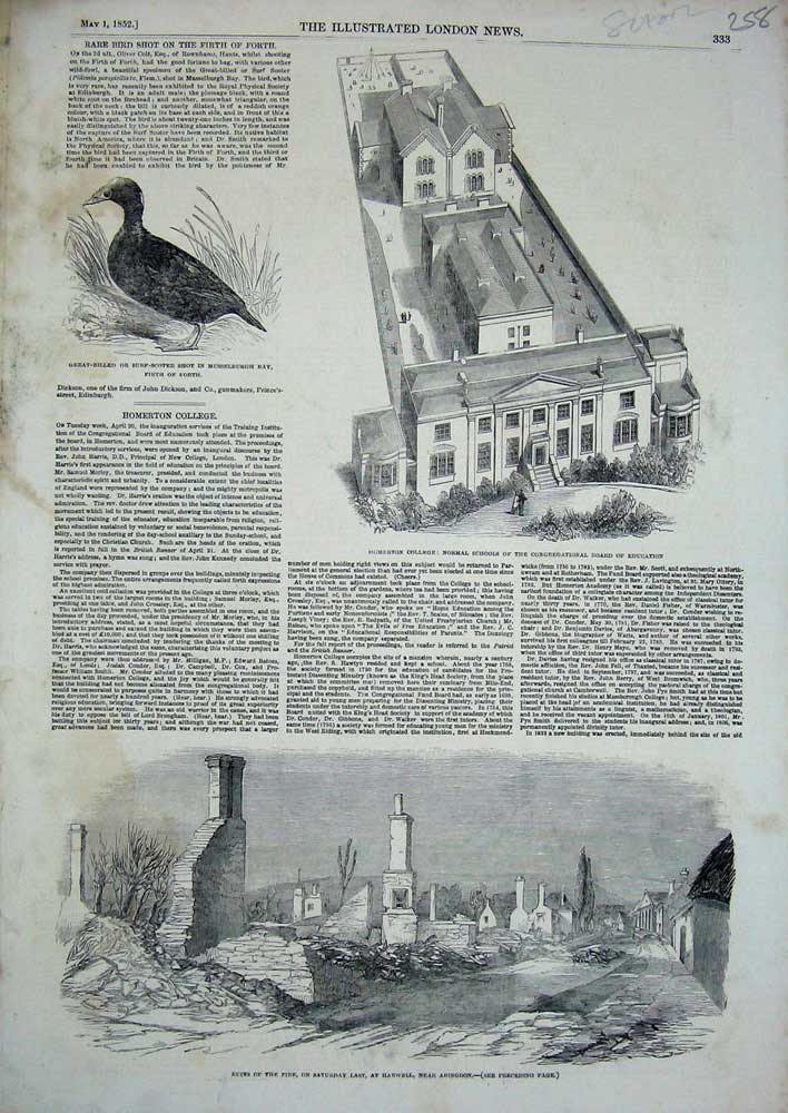Old Antique Print 1852 Surf-Scoter Bird Homerton College School Harwell 19th