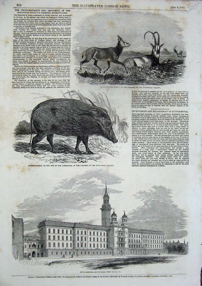 Original Old Antique Print 1852 Guy'S Hospital Southwark Choiropotamus Leucoryx