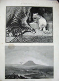 Old Antique Print 1890 Mount Tagharma Central Asia Tiger Skin Cat Kitten 19th