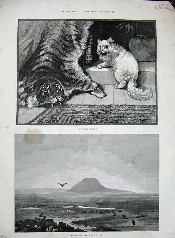 Old Antique Print 1890 Mount Tagharma Central Asia Tiger Skin Cat Kitten 19th