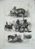 Old Antique Print 1876 Prince Wales Animals India Musk Deer Elephants Cat 19th