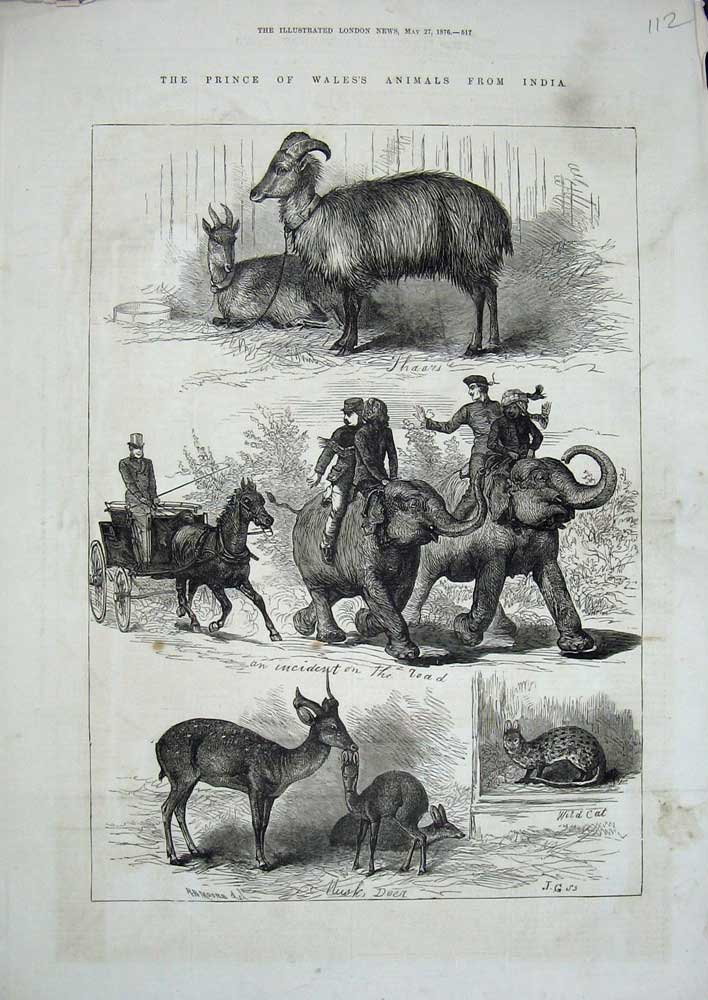 Old Antique Print 1876 Prince Wales Animals India Musk Deer Elephants Cat 19th