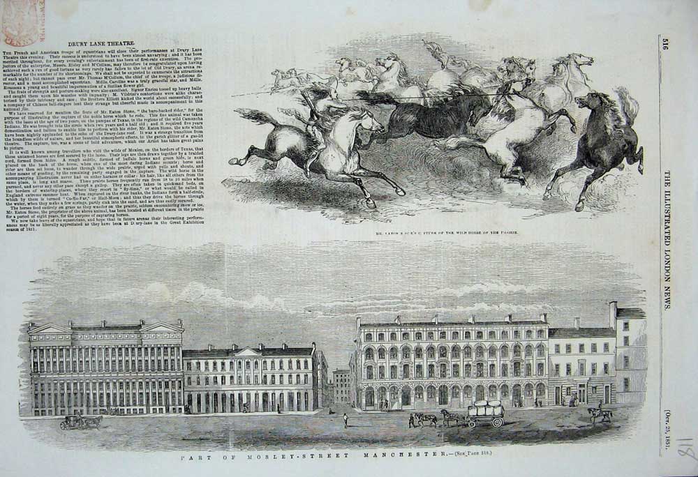 Original Old Antique Print 1851 Mosley Street Manchester Wild Prairie Horses