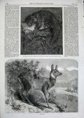 Old Antique Print 1862 Musk Deer Aye-Aye Zoological Regent'S Park Animals 19th