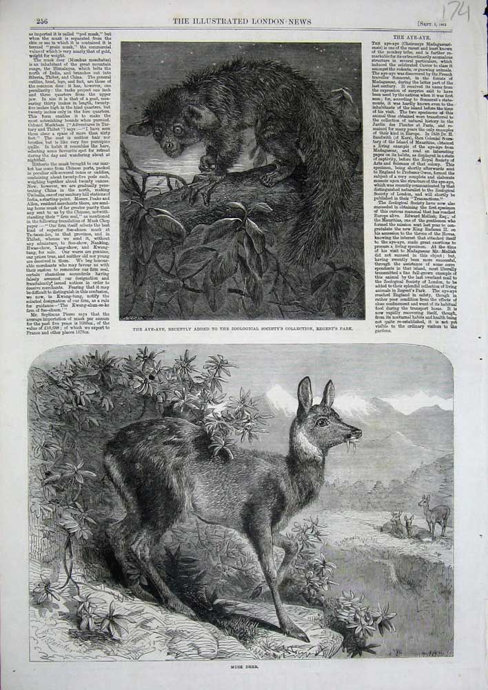 Old Antique Print 1862 Musk Deer Aye-Aye Zoological Regent'S Park Animals 19th