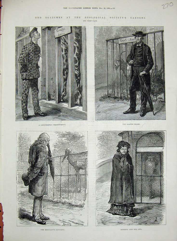 Old Antique Print 1880 Zoological Society Garden Goat Owl Minerva Marabou 19th