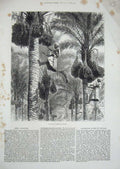 Old Antique Print 1876 Women Gathering Dates Ceylon Climbing Palm Trees 19th
