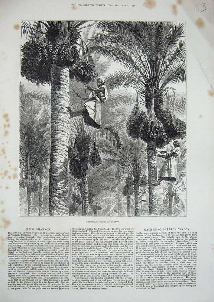 Old Antique Print 1876 Women Gathering Dates Ceylon Climbing Palm Trees 19th