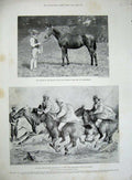 Old Antique Print 1899 Derby Horse Racing Flying Fox Gymkhana Malta Navy 19th
