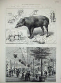 Old Antique Print 1883 Zoological Society Garden Reptile House Babiroussa 19th