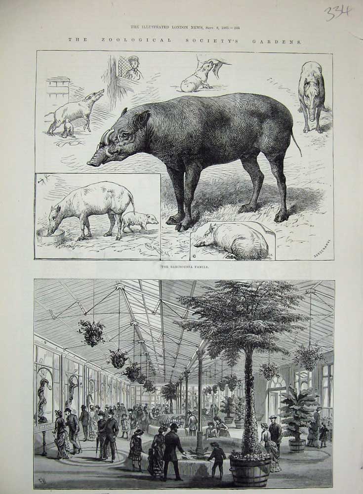 Old Antique Print 1883 Zoological Society Garden Reptile House Babiroussa 19th
