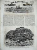 Old Antique Print 1862 Great Python Serpent Incubating Zoological Gardens 19th