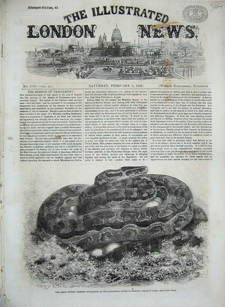 Old Antique Print 1862 Great Python Serpent Incubating Zoological Gardens 19th