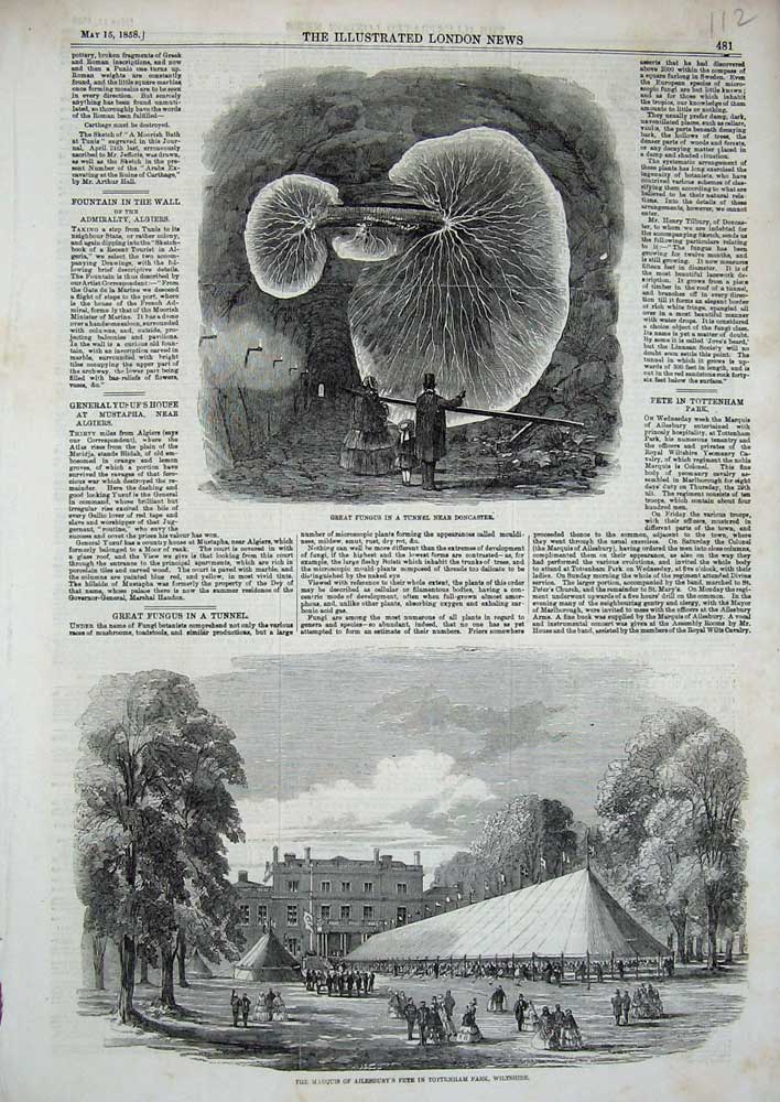 Original Old Antique Print 1858 Totteham Park Wiltshire Fungus Tunnel Doncaster