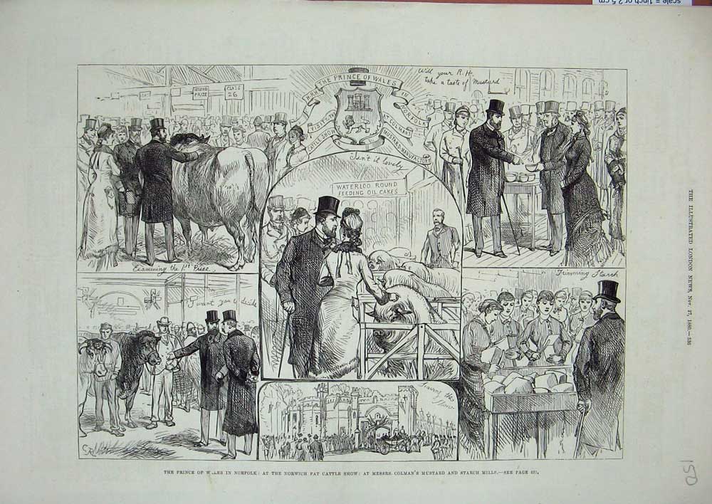 Antique Old Print *3515 1880 Prince Wales Norfolk Norwich Cattle Show Mustard