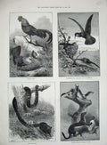 Old Antique Print 1884 Natural History Museum Stoats Anaconda Birds Fowl 19th
