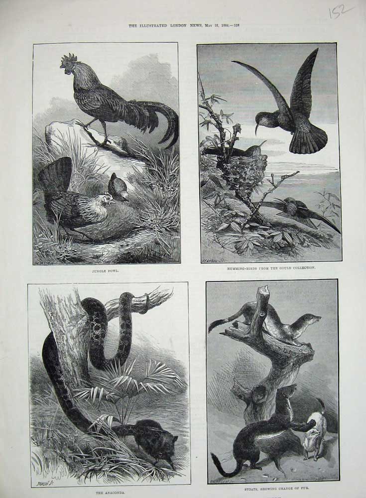 Old Antique Print 1884 Natural History Museum Stoats Anaconda Birds Fowl 19th