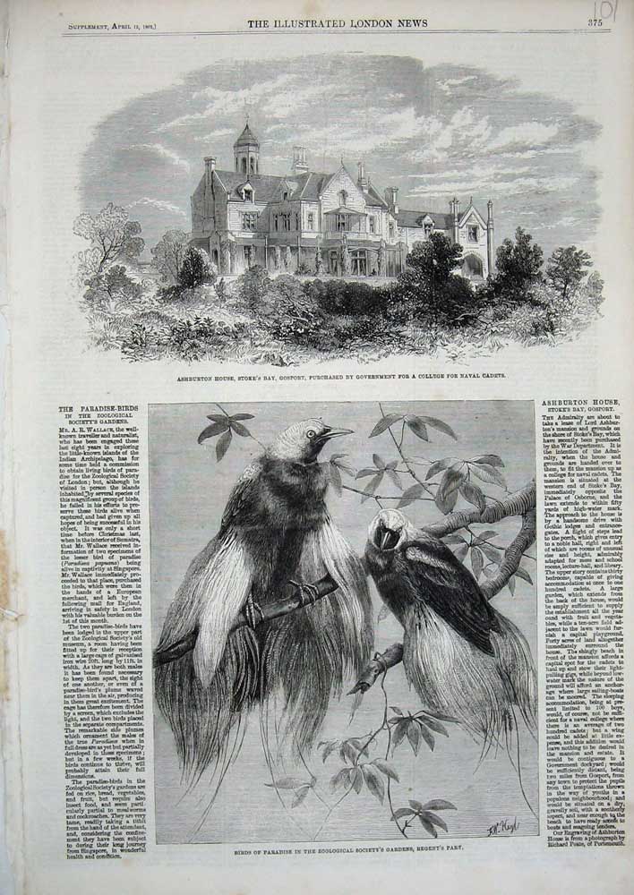 Old Antique Print 1862 Ashburton House Gosport Birds Paradise Zoological 19th