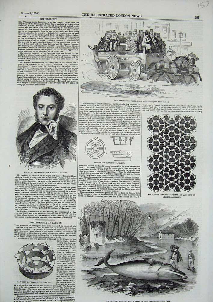 Original Old Antique Print 1856 Manchester Omnibus Broderip Rorqual Whale Dart