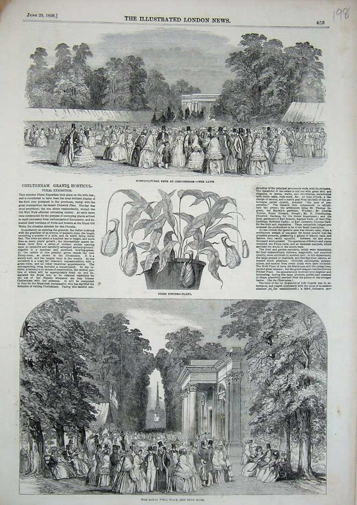 Original Old Antique Print 1850 Royal Well Pump Plant Horticultural Cheltenham