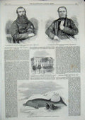 Old Antique Print 1860 Cetacean Animal Kentish Whitstable Adams Malcolm 19th