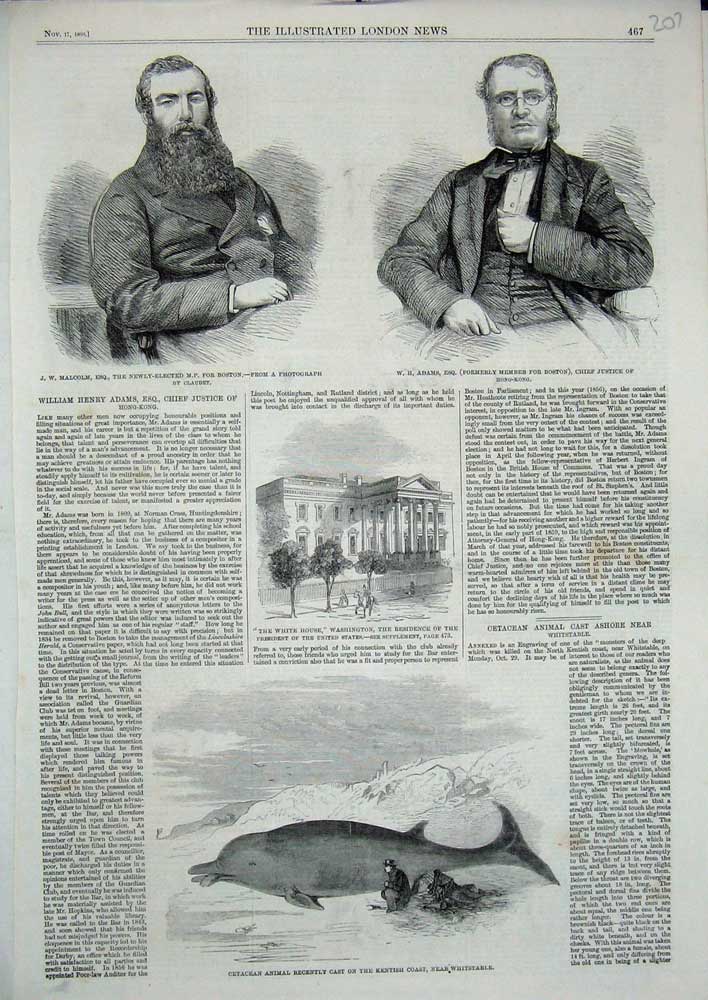 Old Antique Print 1860 Cetacean Animal Kentish Whitstable Adams Malcolm 19th