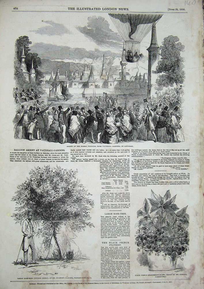 Old Antique Print 1850 Nassau Balloon Vauxhall Gardens Strawberry Plant 19th