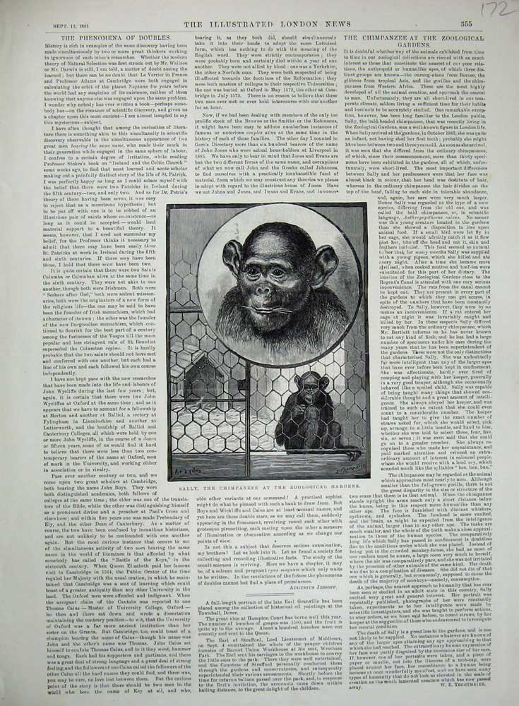 Original Old Antique Print 1891 Sally Chimpanzee Zoological Gardens Animals Art