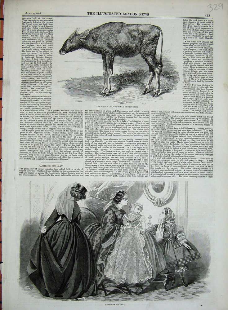 Old Antique Print 1859 Gaour Calf Ladies Women Fashion Dresses Baby Girl 19th