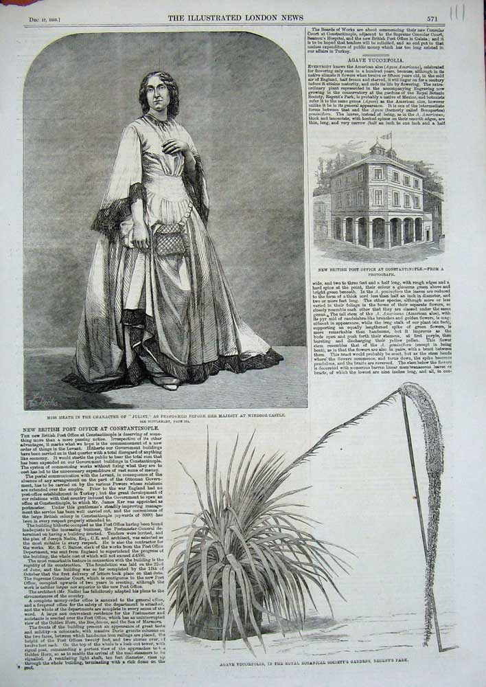 Old Antique Print 1859Post Office Heath Juliet Windsor Castle Yuccoefolia 19th