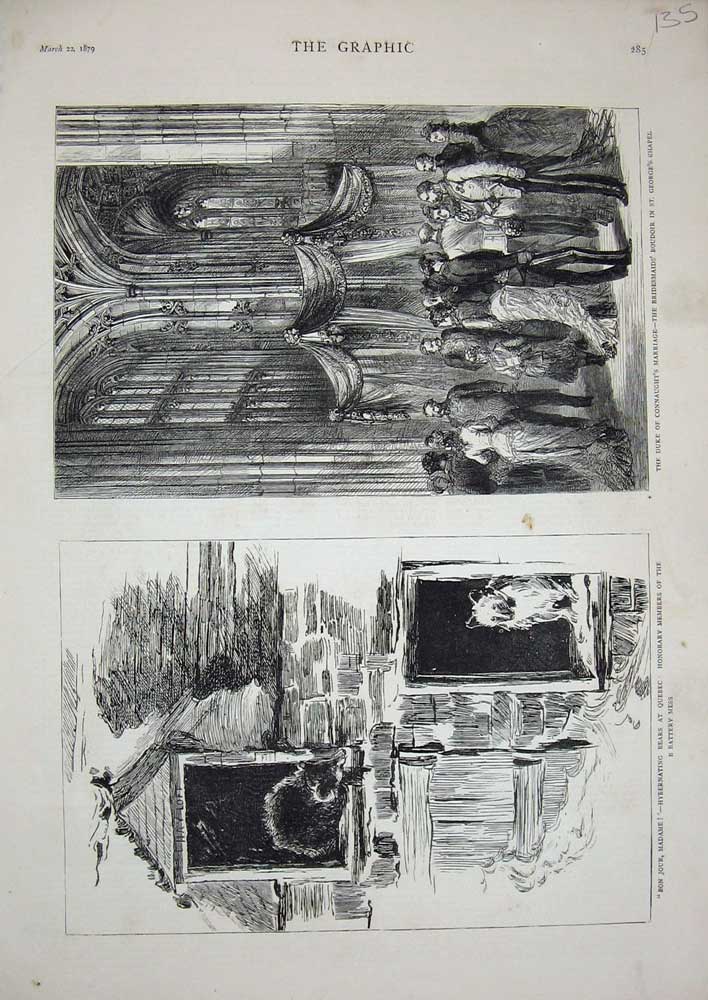 Old Antique Print 1879 Duke Connaught'S Marriage Chapel Bride Bear Quebec 19th