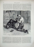 Original Old Antique Print 1874 Invalid Monkey Zoological Gardens Man Animals