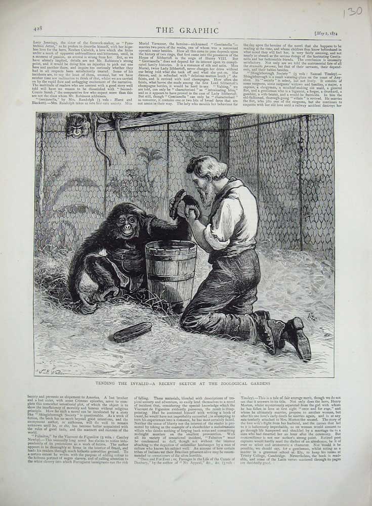 Original Old Antique Print 1874 Invalid Monkey Zoological Gardens Man Animals