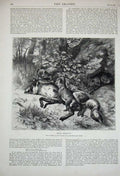 Old Antique Print Zwecker 1870 Fox Cubs Playing Country Animals Gallery 19th