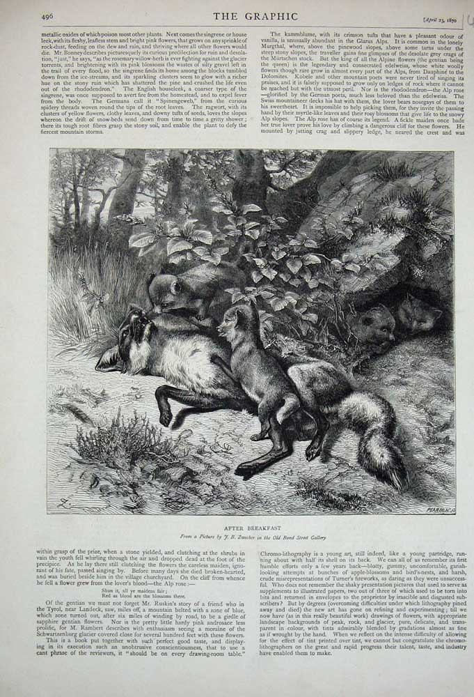 Old Antique Print Zwecker 1870 Fox Cubs Playing Country Animals Gallery 19th