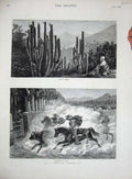 Old Antique Print 1880 Chilian Rodeo Cacti Branding Cattle Horse Fine Art 19th