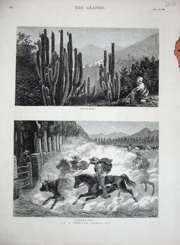 Old Antique Print 1880 Chilian Rodeo Cacti Branding Cattle Horse Fine Art 19th