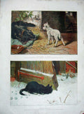 Original Old Antique Print Colour Dog Lamb Kitten Cat Pigeons Bird Farmyard