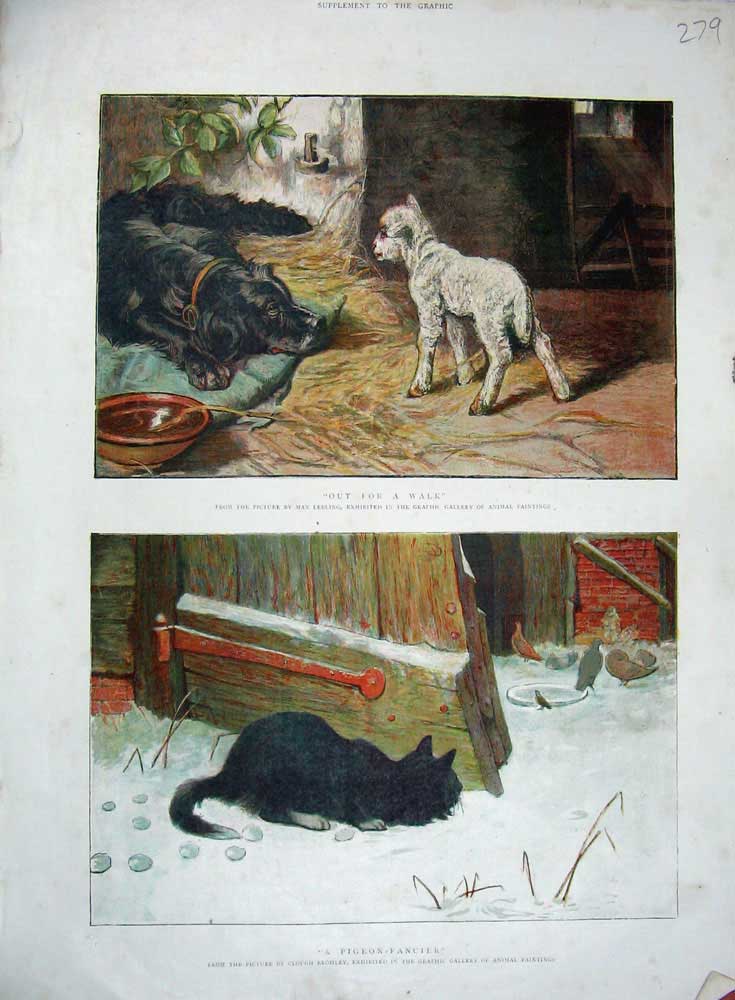 Original Old Antique Print Colour Dog Lamb Kitten Cat Pigeons Bird Farmyard