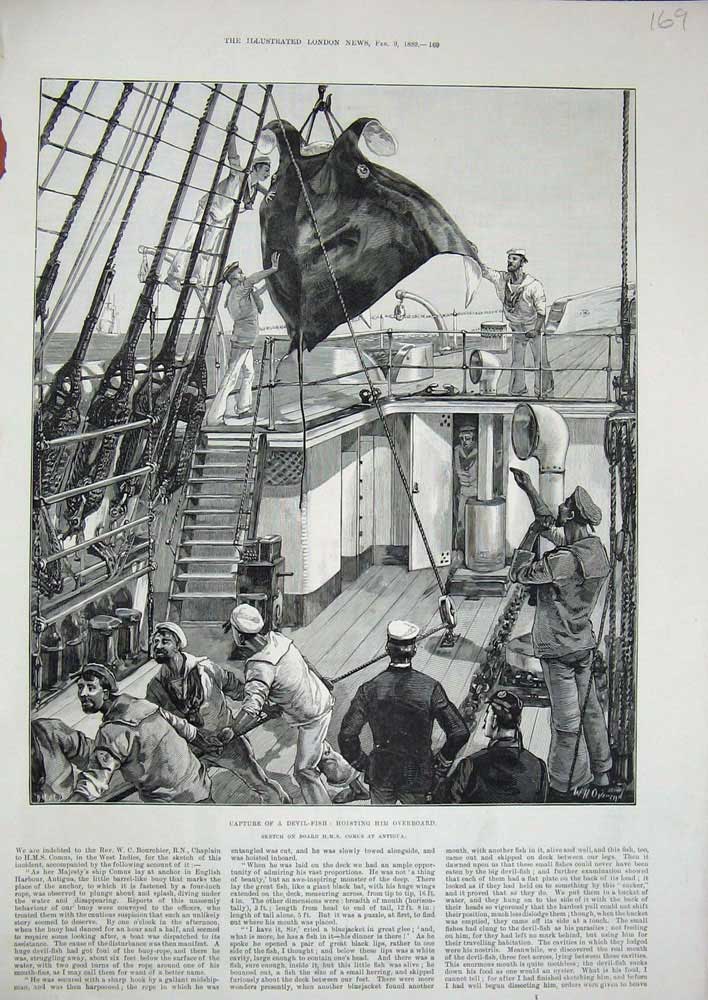Old Antique Print 1889 Capture Devil Fish Ship H.M.S Comus Antigua Sailor 19th