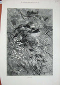 Original Old Antique Print 1879 Fine Art Trees Birds Nest Flowers Nature Leaves